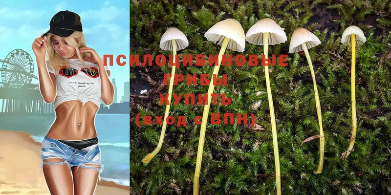 Псилоцибиновые грибы Psilocybe  купить наркотики цена  Хабаровск 